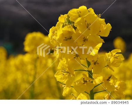 強姦開花 強姦開花 89034945