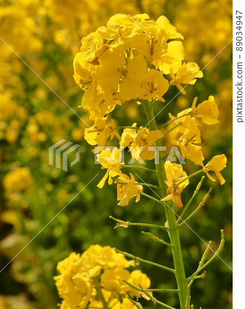 強姦開花 89034947