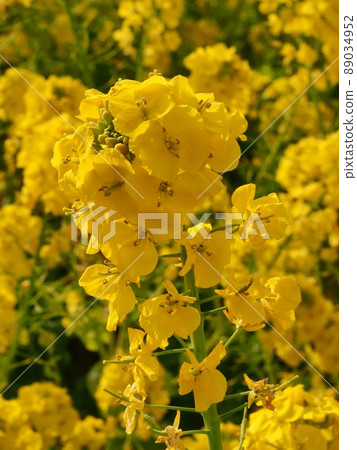 Rape blossoms 89034952