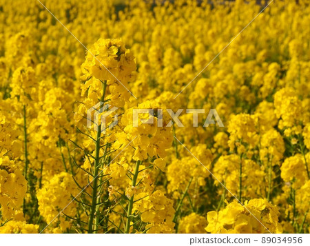油菜田 89034956