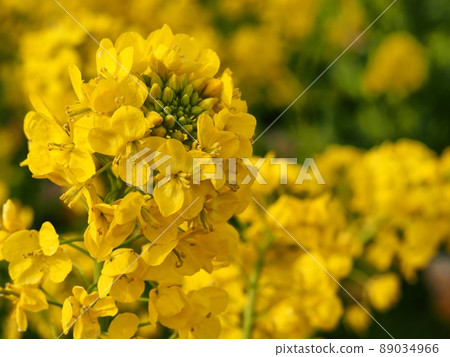 Rape blossoms 89034966