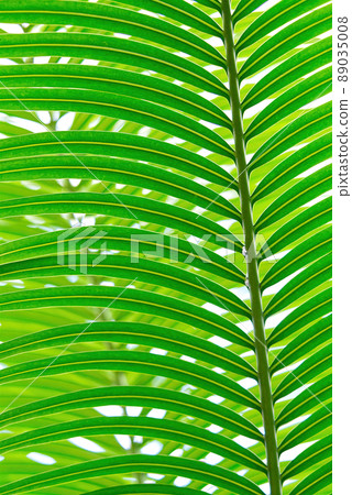 Striped of palm leaf, Abstract tropical green texture background, Vintage tone Striped of palm leaf, Abstract tropical green texture background, Vintage tone 89035008