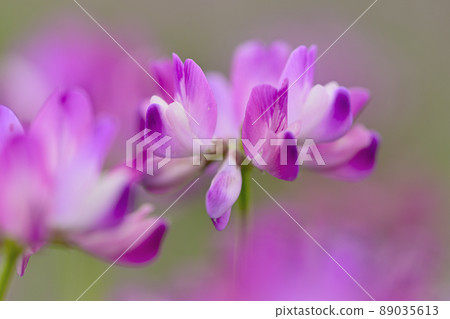 Renge Renge 89035613