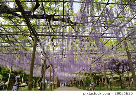  Wisteria flowers 89035630
