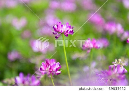 Renge Renge 89035632