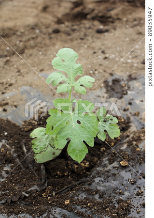 Plant watermelon seedlings 89035947