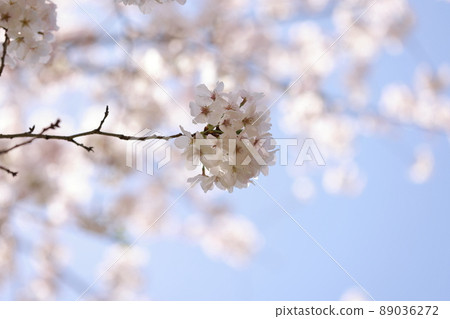 櫻花0156 櫻花0156 89036272