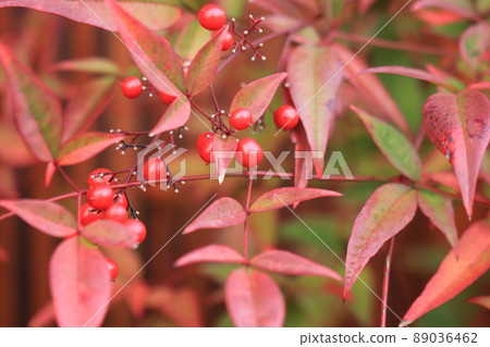 Red grass plant with red fruits Red grass plant with red fruits 89036462