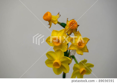 Yellow daffodils 89036591