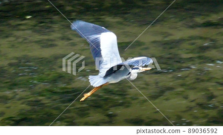 Flying blue long tree 89036592