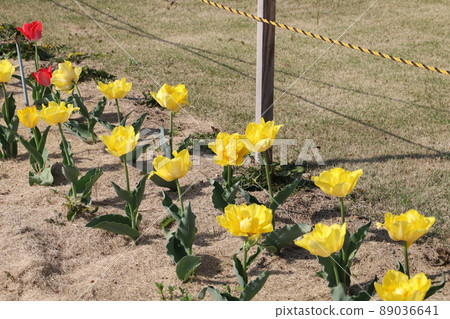 日本春天公園裡盛開的鬱金香花 89036641
