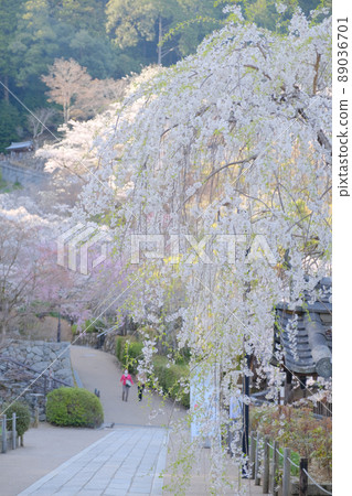 Hasegaji在春天 89036701