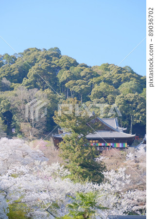 Hasegaji在春天 89036702