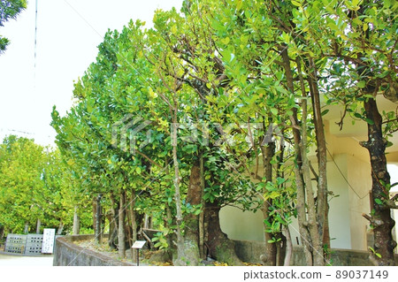 Tonaki 島 240 年樹齡的福木樹 89037149