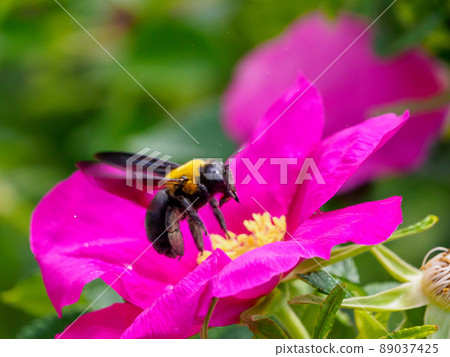 Carpenter bee sucking Carpenter bee sucking 89037425