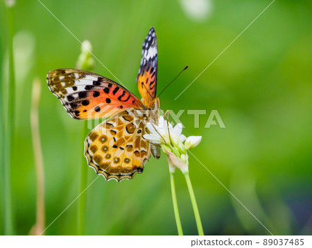 Beeswax hymena 89037485