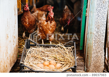 red laying hens near the nest with eggs in the chicken coop. red laying hens near the nest with eggs in the chicken coop. 89037983
