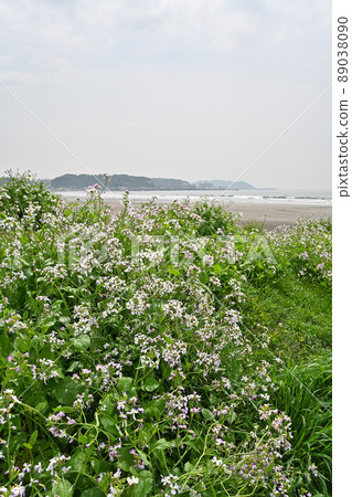 神奈川縣鎌倉市Dame's Rocket和Yuigahama的風景 89038090