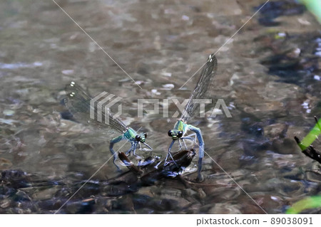 雌性豆娘並排產卵 雌性豆娘並排產卵 89038091