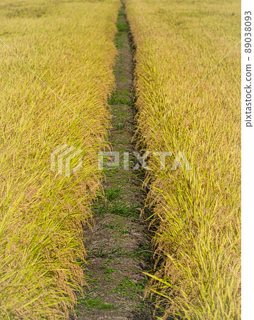 A paddy field that stretches straight between rice ears 89038093