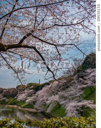 Chidorigafuchi cherry blossom landscape spring image Chidorigafuchi cherry blossom landscape spring image 89038158
