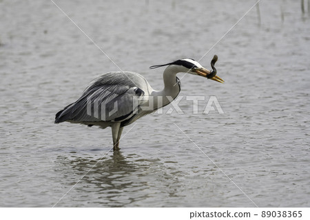 Bird 89038365
