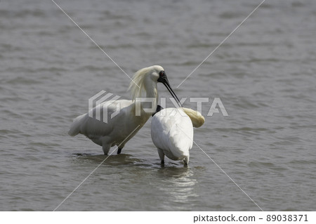 Bird 89038371