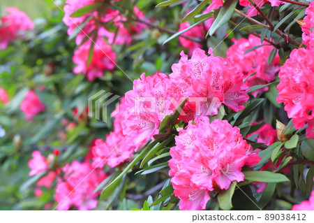 Rhododendron flowers in full bloom 89038412