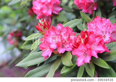 Rhododendron flowers in full bloom 89038416