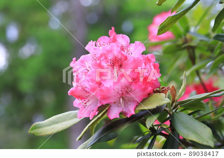 Rhododendron flowers in full bloom 89038417