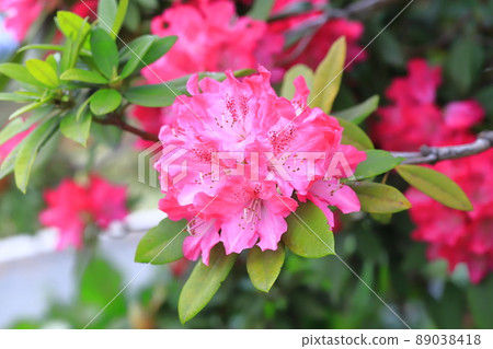 杜鵑花盛開 89038418