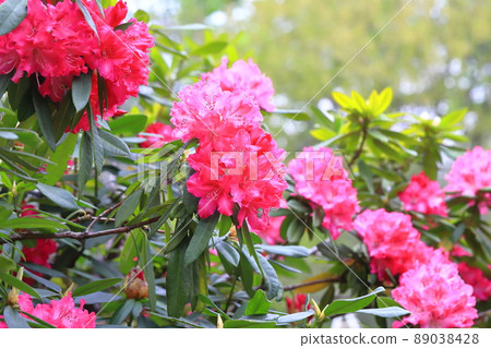 杜鵑花盛開 杜鵑花盛開 89038428