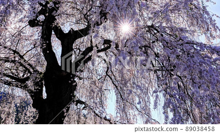 信州高山村的5大櫻花，中鹽垂枝櫻花 89038458