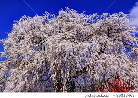 信州高山村的5大櫻花，中鹽垂枝櫻花 89038462