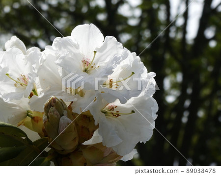 杜鵑花杜鵑花 89038478