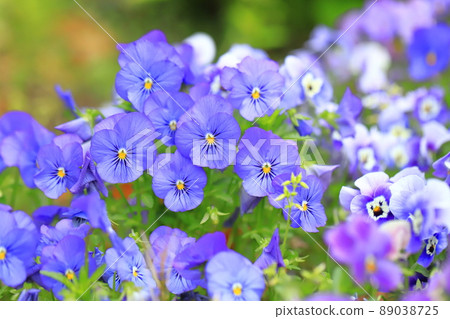 Colorful pansies (viola) 89038725