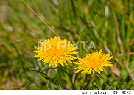 蒲公英 89039077
