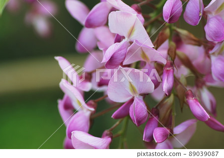 Fuji Japanese wisteria Fuji Japanese wisteria 89039087