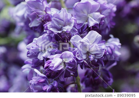 Fuji Japanese wisteria Fuji Japanese wisteria 89039095