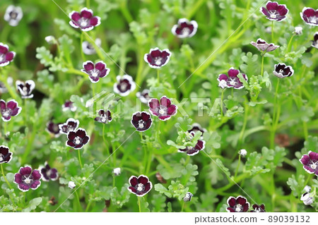 可愛的 Nemophila Penny Black 可愛的 Nemophila Penny Black 89039132