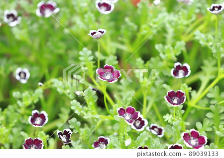 可愛的 Nemophila Penny Black 可愛的 Nemophila Penny Black 89039133