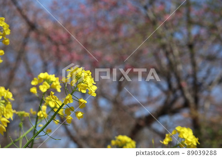 A landscape taken by blurring the cherry blossom trees of the blue sky and pink flowers and focusing on the rape blossoms of the yellow petals. A landscape taken by blurring the cherry blossom trees of the blue sky and pink flowers and focusing on the rape blossoms of the yellow petals. 89039288