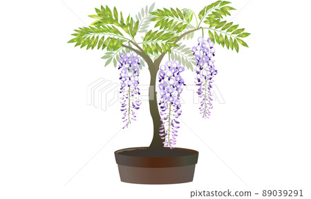盆栽的紫藤花 盆栽的紫藤花 89039291