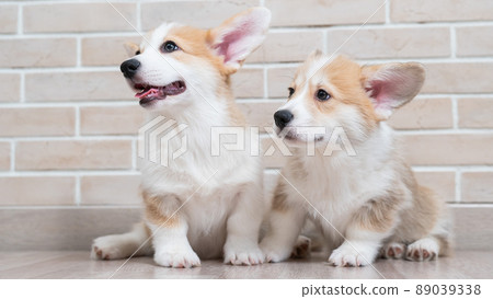 Two cute red pembroke corgi puppies are sitting near a brick wall.  89039338