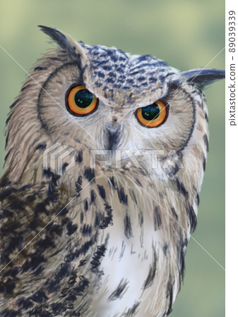 Bengal Eagle Owl Large Indian Eagle Bird of Prey with a thin background 89039339