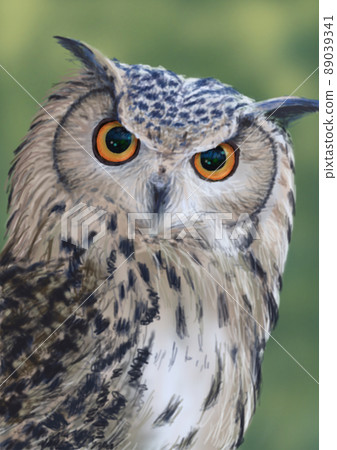 孟加拉雕鴞 大型印度雕鴞 猛禽 89039341
