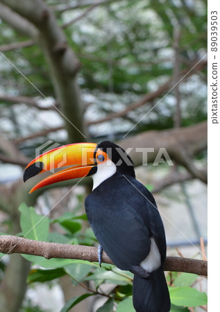 ≪Tochigi Prefecture≫ Toco toucan in the botanical garden ≪Tochigi Prefecture≫ Toco toucan in the botanical garden 89039503