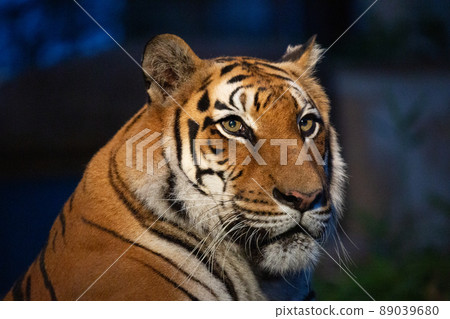 [Ishikawa Prefecture, Ishikawa Zoo, August] A tiger with a dignified face 89039680