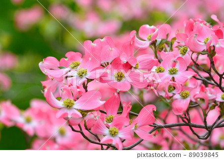 Hanamizuki in full bloom (N) 89039845