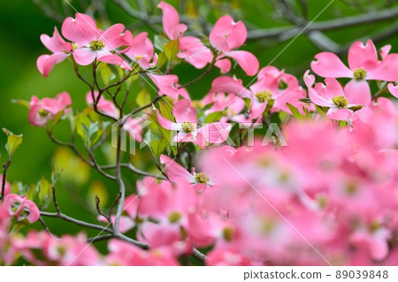 Hanamizuki盛開(N) Hanamizuki盛開(N) 89039848